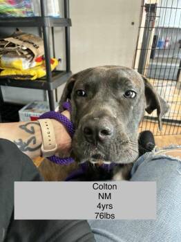 Cane Corso Dogs Available for Adoption - Colton | PetCurious
