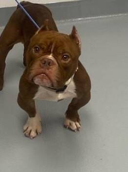 American Bulldog Dogs Available for Adoption in St. Cloud, Florida - GREMLIN | PetCurious