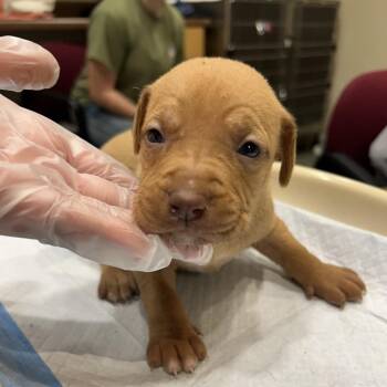 Mixed Breed Dogs Available for Adoption in Chattanooga, Tennessee - Twix | PetCurious