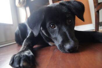 Rescue Retriever Dogs for Adoption in Honeoye Falls, New York - Charlie | PetCurious