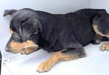 Rottweiler and Mixed Breed Dogs Available for Adoption in Houston, Texas - A654364 | PetCurious