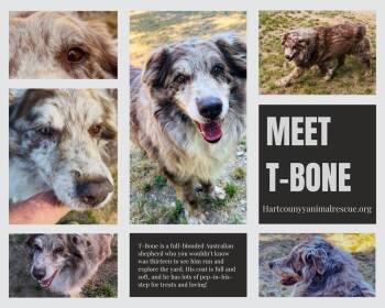 Border Collie Dogs Available for Adoption in Hartwell, Georgia - T-Bone | PetCurious
