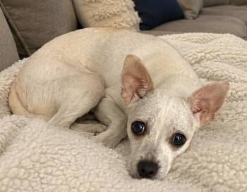 Anna -  Chihuahua Dog for Adoption in Tifton, Georgia - Anna | PetCurious