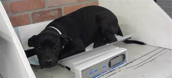 Staffordshire Bull Terrier and Mixed Breed Dogs Available for Adoption - ELOUISE | PetCurious