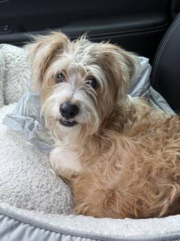 Bain -  Yorkshire Terrier and Shih Tzu Dog for Adoption in Valrico, Florida - Bain | PetCurious