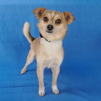 LARRY -  Chihuahua and Mixed Breed Dog for Adoption in Richmond, California - LARRY | PetCurious