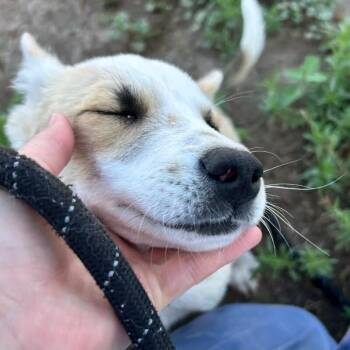 Taco John -  Border Collie and Husky Dog for Adoption in Fort Collins, Colorado - Taco John | PetCurious