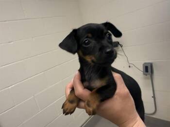 Miniature Pinscher Dogs Available for Adoption in Auburn, California - BELLA | PetCurious