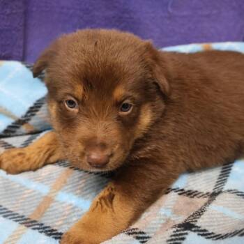 Lavender D12056 -  German Shepherd Dog and Labrador Retriever Dog for Adoption - Lavender D12056 | PetCurious
