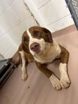 Velma -  Shepherd Dog for Adoption in Nacogdoches, Texas - Velma | PetCurious