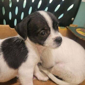 Farm -  Mixed Breed Dog for Adoption in Memphis, Tennessee - Farm | PetCurious