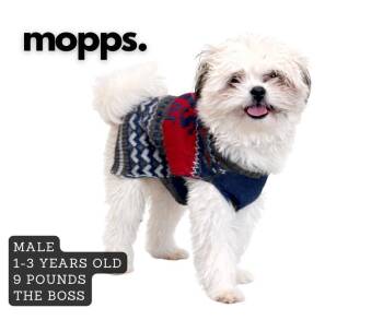 Shih Tzu Dogs Available for Adoption - Mopps | PetCurious