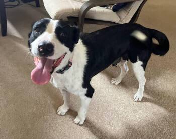 Dolly Parton -  Border Collie and Mixed Breed Dog for Adoption in Waunakee, Wisconsin - Dolly Parton | PetCurious