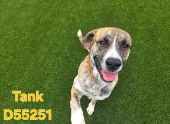 Tank -  Mixed Breed Dog Available for Adoption in Clarksville, Tennessee - Tank | PetCurious