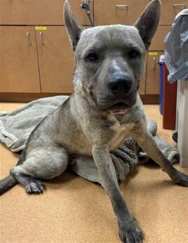 German Shepherd Dog and Husky Dogs Available for Adoption in Martinez, California - SUPREME | PetCurious