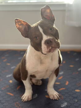 Rescue Terrier Dogs for Adoption in Greenville, South Carolina - Pete | PetCurious