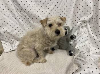 Havanese and Mixed Breed Dogs Available for Adoption in Modesto, California - A609863 | PetCurious
