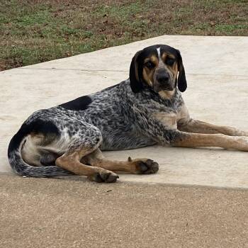 Cash -  Bluetick Coonhound Dog for Adoption in Longview, Texas - Cash | PetCurious