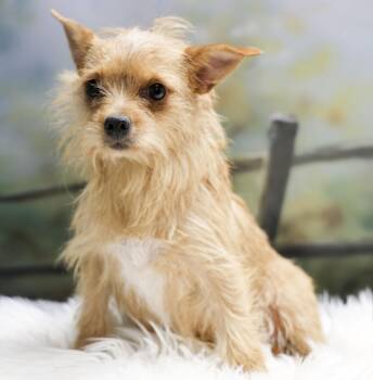 Fanta -  Yorkshire Terrier Dog for Adoption in Casa Grande, Arizona - Fanta | PetCurious