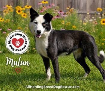 Mulan -  Border Collie Dog for Adoption in Joliet, Illinois - Mulan | PetCurious