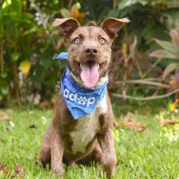 Mr. Bean -  Mixed Breed Dog for Adoption in Kailua-kona, Hawaii - Mr. Bean | PetCurious