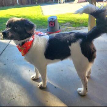 Shih Tzu and French Bulldog Dogs Available for Adoption - Niko | PetCurious