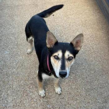 Pippa -  Mixed Breed Dog for Adoption in Corinth, Mississippi - Pippa | PetCurious