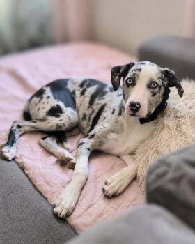 Comstock -  Catahoula Leopard Dog Dog for Adoption in Carson City, Nevada - Comstock | PetCurious