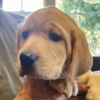Mabel (#419) -  Yellow Labrador Retriever Dog for Adoption in Twin Lakes, Wisconsin - Mabel (#419) | PetCurious