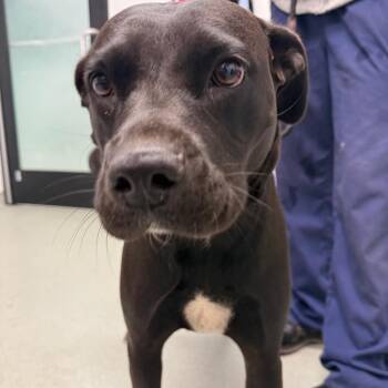 Carbon -  Labrador Retriever and Mixed Breed Dog for Adoption in Abilene, Texas - Carbon | PetCurious
