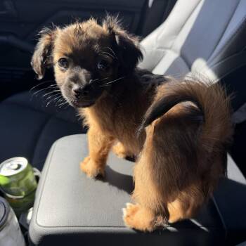 Teddy -  Chihuahua and Pomeranian Dog for Adoption in Lafayette, California - Teddy | PetCurious