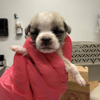 Mixed Breed Dogs Available for Adoption in Austin, Texas - Dawtie | PetCurious