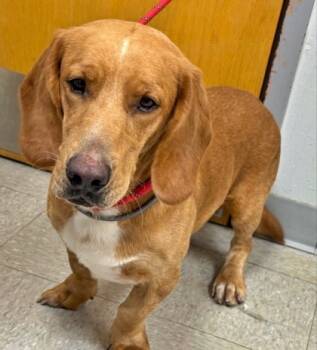 Rescue Basset Hound and Mixed Breed Dogs for Adoption in Morton Grove, Illinois - Trigger | PetCurious