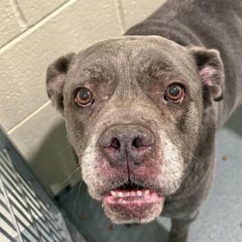 Isabella -  Pit Bull Terrier and Cane Corso Dog for Adoption in Chesapeake, Virginia - Isabella | PetCurious