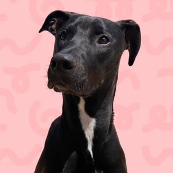 Doberman Pinscher and Pit Bull Terrier Dogs Available for Adoption in Reno, Nevada - Kenya | PetCurious