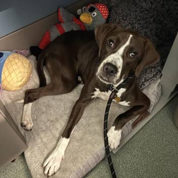 Alicia -  Mixed Breed Dog for Adoption in Wheeling, Illinois - Alicia | PetCurious