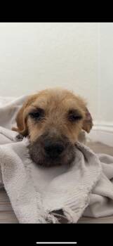 Clover -  Border Terrier Dog for Adoption in Palm Desert, California - Clover | PetCurious