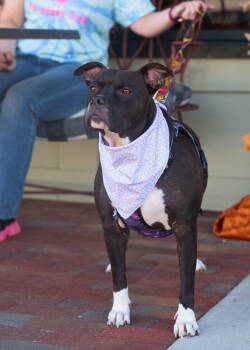 Rescue American Staffordshire Terrier Dogs for Adoption in Southaven, Mississippi - STAR | PetCurious