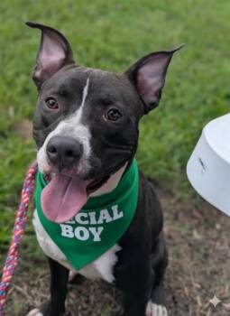 Mixed Breed Dogs Available for Adoption - MY BOO | PetCurious