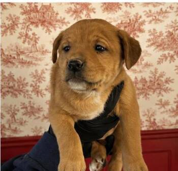Hound and Mixed Breed Dogs Available for Adoption in West Memphis, Arkansas - Etouffee | PetCurious