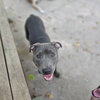 Holly -  Pit Bull Terrier Dog for Adoption in Springfield, Missouri - Holly | PetCurious