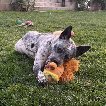 Cattle Dog and Mixed Breed Dogs Available for Adoption - Gigi | PetCurious