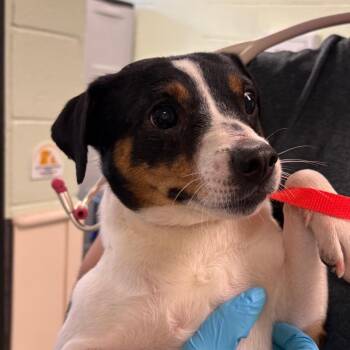 Jack Russell Terrier and Chihuahua Dogs Available for Adoption in West Palm Beach, Florida - Leland | PetCurious