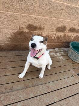 Cherry -  Mixed Breed Dog for Adoption in Hobbs, New Mexico - Cherry | PetCurious