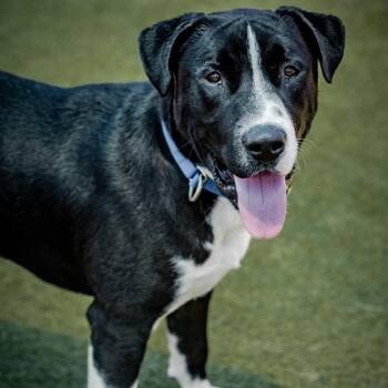 Alvee A2200707 -  Pit Bull Terrier Dog for Adoption in Los Angeles, California - Alvee A2200707 | PetCurious