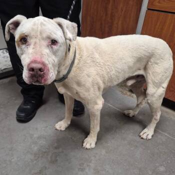 Pit Bull Terrier Dogs Available for Adoption in Yuma, Arizona - Pachino | PetCurious