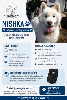 Mishka - COURTESY LISTING -  Samoyed Dog for Adoption in Milwaukee, Wisconsin - Mishka - COURTESY LISTING | PetCurious