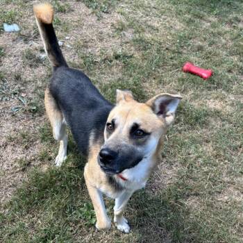 Rawley -  Mixed Breed Dog for Adoption in Aldie, Virginia - Rawley | PetCurious