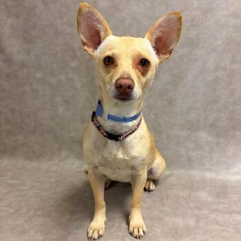 1222 (2026) Maisie -  Chihuahua Dog for Adoption in Parker, Colorado - 1222 (2026) Maisie | PetCurious