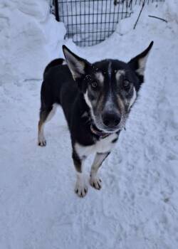 Husky Dogs Available for Adoption - QWARK | PetCurious